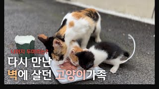 새끼 두마리만 남은.. 벽안에 살던 고양이가족