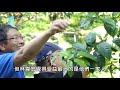 【屏東里港】檸檬小顆粒大功用 林韋宏植草養土善循環 有機無毒 306 美麗心台灣