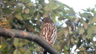 アオバズクの家族 2020年7月30日 #アオバズク#brownhawkowl#Ninoxjaponica#Boboobook