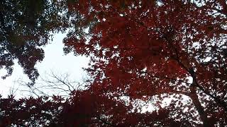 2019/11/30 京王百草園の紅葉散策その4