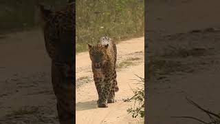 Leopard in Rajasthan // Leopard Safari in Rajasthan//What is Leopard#shorts #short #subscribe