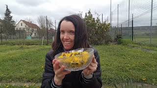 Löwenzahn, frisch Pflanzen Saft Experiment😏