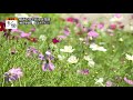 地モトnews【横浜の花で彩る大花壇】2021 09 23放送