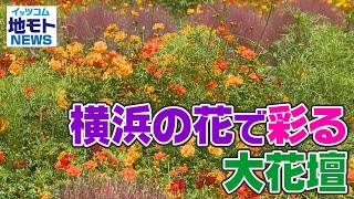 地モトNEWS【横浜の花で彩る大花壇】2021/09/23放送