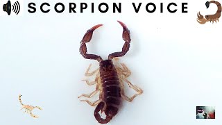 SCORPION SOUND | CLAWS | TAIL SNAP | STINGER | SCREECH | PREDATORY ARACHNIDS | GRASP | TRIZZLER|