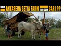 Ini Antasena Yang Kalian Cari ?? Sapi Po Jumbo Setia Farm Di HUT Paguyuban Manunggal Lestari Ke 11