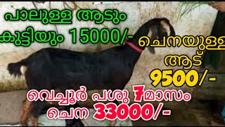 നല്ല പാലുള്ള ആടുകൾ വില്പനയ്ക്ക് ,വെച്ചൂർ പശു ,പാലുള്ള ആടും കുട്ടിയും 15000/-,മുയലുകൾ