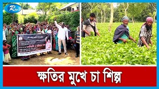 আজও চলছে চা শ্রমিকদের ধর্মঘট, শ্রমিকরা রয়েছে এখনও দাসযুগে। | Tea Labour | Moulavhibazar | Rtv News