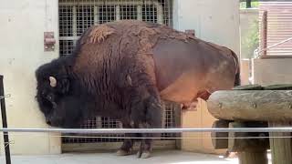 アメリカバイソンのようすです【未公開編】【上野動物園】アメリカバイソン