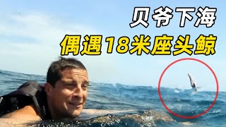 贝爷太平洋求生，偶遇18米座头鲸，这该如何下口？