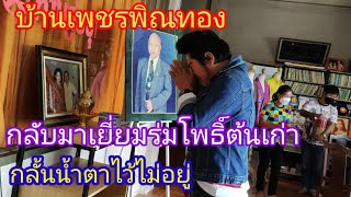 กลั้นน้ำตาไว้ไม่อยู่เยี่ยมร่มโพธิ์ต้นเก่าเพชรพิณทอง