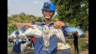 Hunting Pigeons At My Home Town Using Slingshot Skill Part: 01 | បាញ់ព្រាបនៅផ្ទះបងខ្ញុំ