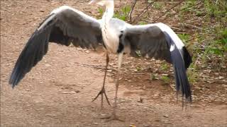 アオサギ　キジ鳴く　オオヨシキリ　ホオジロではなくスズメでした　今日の鳥