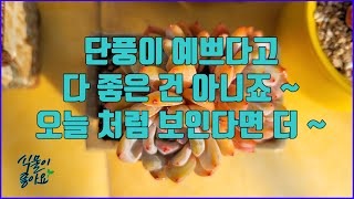 가을 다육이 잎 색감이 이렇게 화려할 때 꼭 봐야 하는 부분(succulent, succulent plant)