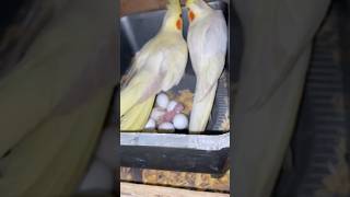 Cockatiel breeding progress 😍 #cockatiel #birdsvalley #petvlog