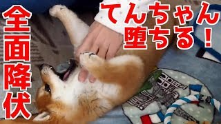 【柴犬子犬】てんちゃん、母の魔の手に堕ちる　太郎の犬モノガタリ＃１１