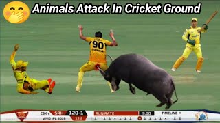 Top 8 Funny Animal Attacks in Cricket History Of All Times