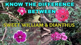 KNOW THE DIFFERENCE BETWEEN SWEET WILLIAM AND DIANTHUS