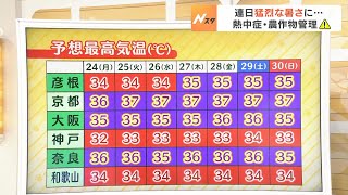 【7月24日(月)】暑さの間接的な原因は台風５号…今後の進路は？　２４日（月）も猛暑に【近畿地方の天気】#天気 #気象