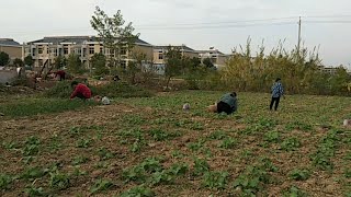 安徽阜阳：农村拆完，实拍妇女抢着挖荠菜，蒸菜馍可香了