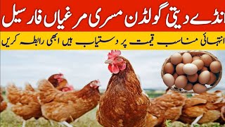 Golden Misri murgi for sale starter murgi farming Pakistan