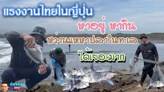 แรงงานไทยในญี่ปุ่น“หาอยู่ หากิน”หว่านแหหาปลาในทะเล ไม่น่าเชื่อได้เยอะมาก