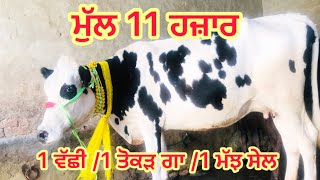 ਮੁੱਲ 11 ਹਜ਼ਾਰ 😜 1ਵੱਛੀ -1 ਤੋਕੜ ਗਾ -1 ਉੱਚੇ ਬੱਚੇ ਵਾਲੀ ਮੱਝ ਸੇਲ -3 animal for sale (28-4-2024)