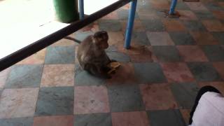 Monkey Eating Banana At Vidurashwatha Temple