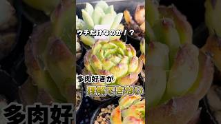 多肉好きが理解できない！タニラーの行動パターンはみんな一緒かもしれない件 #多肉植物 #succulents #エケベリア #mokimoki #モキモキ