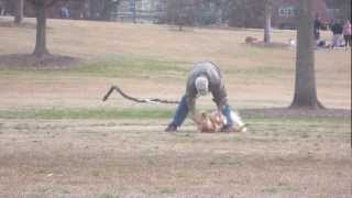 Lazy Dog Doesn't Want To Leave The Park