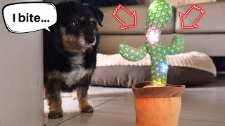 Talking Cactus Toy Prank on Dogs  - Their Reactions are Priceless