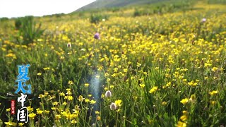 四川金川：云顶花海 别样风情「夏天里的中国」