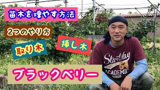 ブラックベリーの苗木増やす2つの方法！取り木と挿し木《家庭菜園》