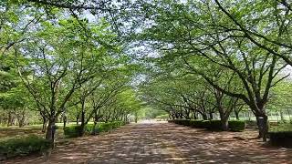 【柏の葉公園】柏の葉公園の葉桜のトンネルを歩いてみました【柏の葉キャンパス】