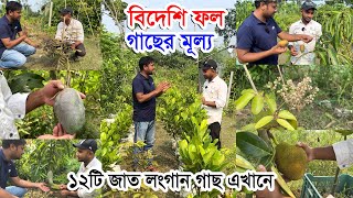 বিদেশি ফল গাছের মূল্য কত দেখুন | ১২টি জাতের লংগান ফল গাছ এখানে | বিদেশি ফলধরা গাছ নার্সারিতে