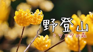 野登山　ミツマタの森