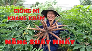 Những giống mì (sắn) mới đầy triển vọng | @TH Farm information