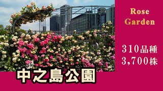 🌹バラ園🌹【中之島公園】大阪市