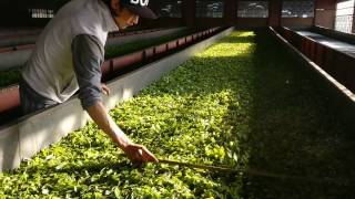 Darjeeling Tea manufacturing process in a tea factory