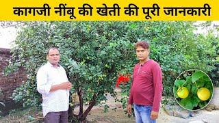 कागजी नींबू की खेती की पूरी जानकारी 🍋 kagaji Nimbu ki kheti kaise karen | Nimbu ki kheti kaise karen