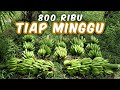 800 Ribu Tiap Minggu Rutin Dari Pisang