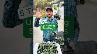 5 Tips on Up Potting Seedlings #shorts #gardening #gardeningtips #seedstarting #plants #tomatoes