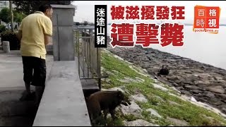 迷途山豬被滋擾發狂遭擊斃