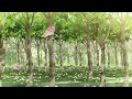 therapy tea meditation therapy for relaxing u0026stress relief forest sounds tea asmr korean music