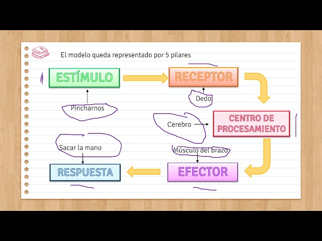 Respuesta A Estímulos Biología