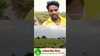 சண்டே அதுவுமா தோட்டத்திற்கு தண்ணீர் பாய்ச்ச விட்டாங்க #shorts #agriculture #விவசாயம் #farming  😂