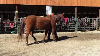 2- registered 15.1 H sorrel QH mare 17yr $975 Deadline 2/28/25