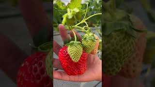 สตอเบอรี่ญี่ปุ่นลูกใหญ่ๆหวานๆฉ่ำๆ #strawberry #garden #japanesefruit 🍓🍓