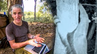 Giant Hornets Massacre Yellow Hornets Buddha Bees And The Giant Hornet Queen Bbc Earth Giant Hornets Massacre Yellow Hornets Buddha Bees And The Giant Hornet Queen Bbc Earth