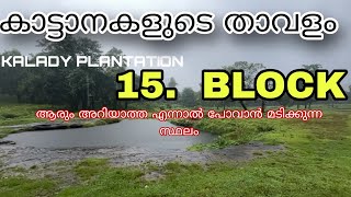 KALADY AYYAMPUZHA PLANTATION BLOCK 15 |DANGEROUS FOREST PLACE |HIDDEN PLACE 😱🔥🐘 #elephant #dangerous